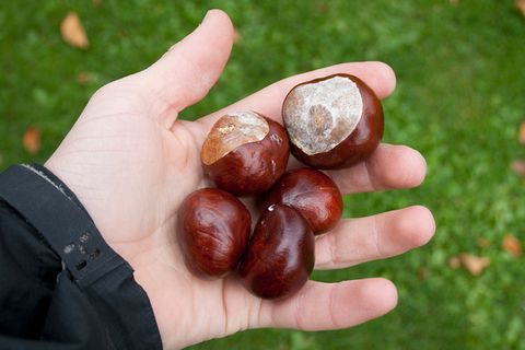 Frische Kastanien