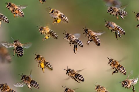 Honigbienen