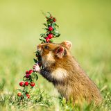 Hamster nagt an Beeren