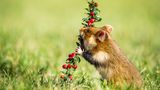 Hamster nagt an Beeren