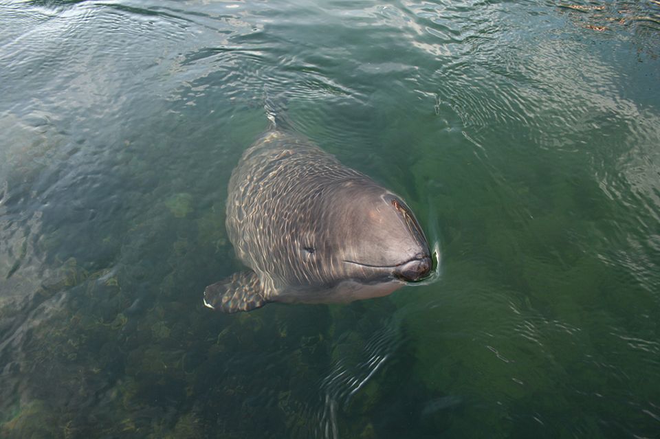 Schweinswal