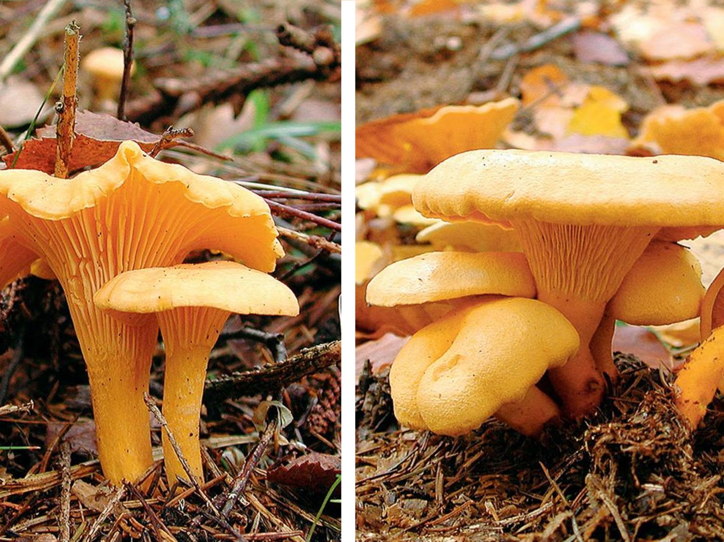 Pilze bestimmen: Gefahr bei Doppelgngern - [GEO]