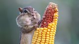Comedy Wildlife Award
