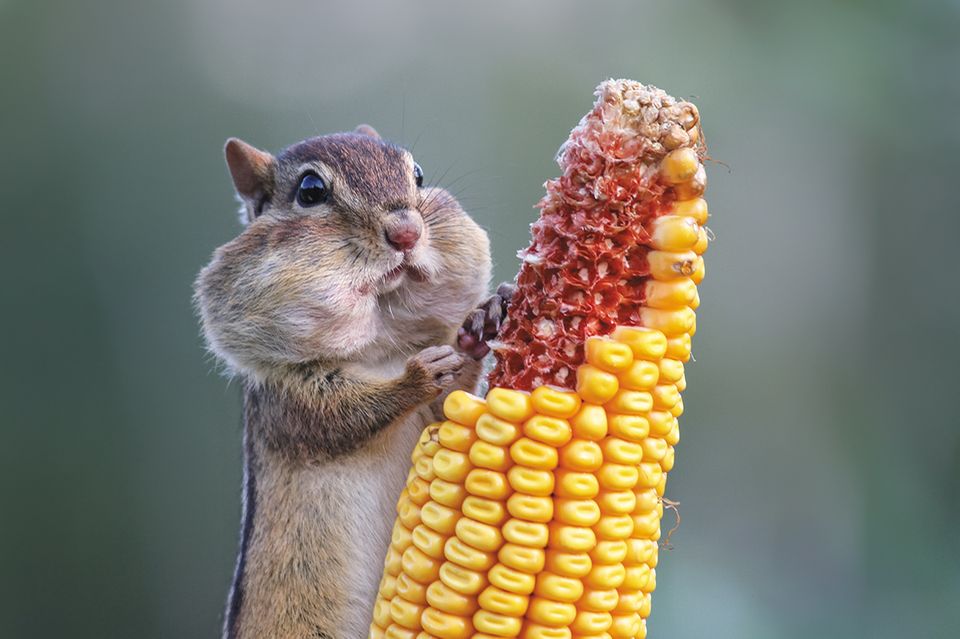 Comedy Wildlife Award