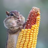 Comedy Wildlife Award