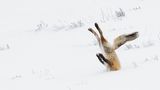 Comedy Wildlife Award