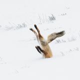 Comedy Wildlife Award