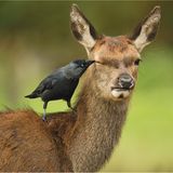 Comedy Wildlife Award