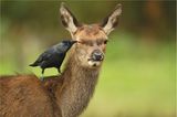 Comedy Wildlife Award