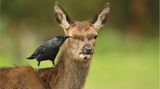 Comedy Wildlife Award