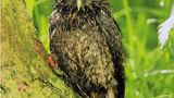 Comedy Wildlife Award