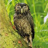 Comedy Wildlife Award