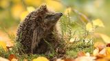 GEO Leserfoto: Die besten Leserfotos: September 2018 - Bild 4