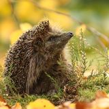 GEO Leserfoto: Die besten Leserfotos: September 2018 - Bild 4