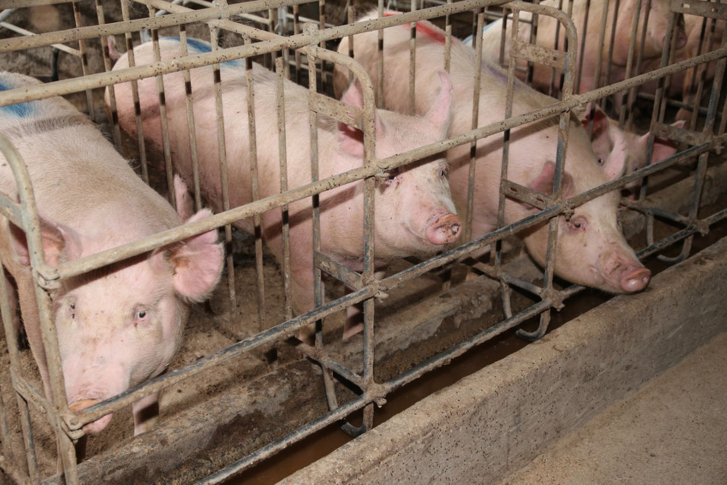 Schweine in Massentierhaltung