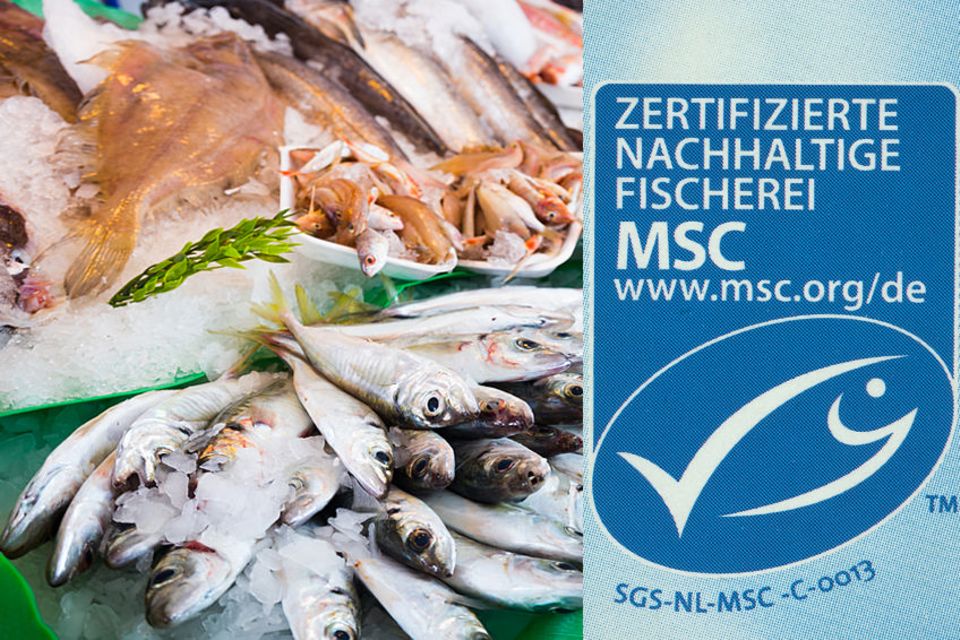 MSC-Siegel: Wie nachhaltig ist zertifizierter Fisch? - GEO