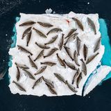 Robben auf einer Eisscholle