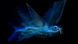 Fliegender Fisch