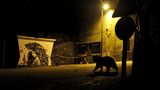 Braunbär