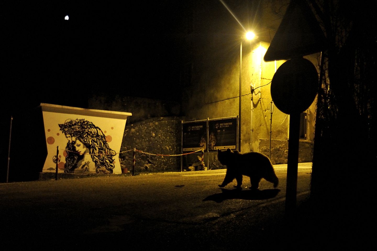 Braunbär