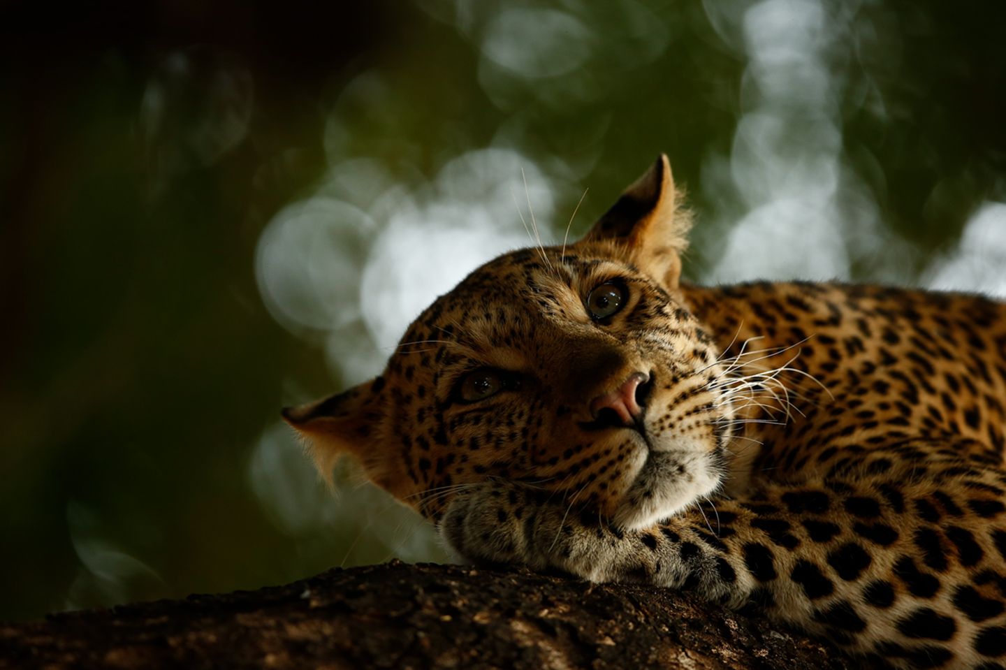 Leopard
