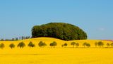 Rapsfelder, Skane, Schweden