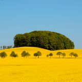 Rapsfelder, Skane, Schweden