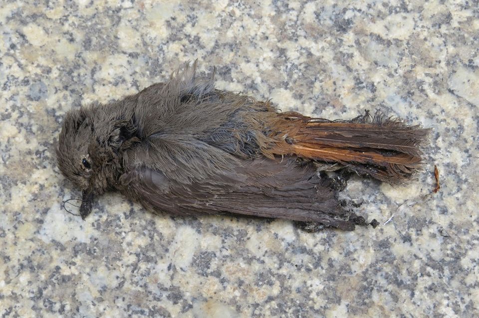 Vogel stirbt durch Vogelabwehrpaste