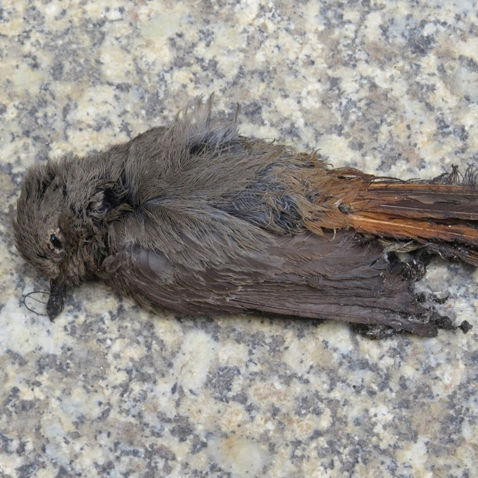 Vogel stirbt durch Vogelabwehrpaste