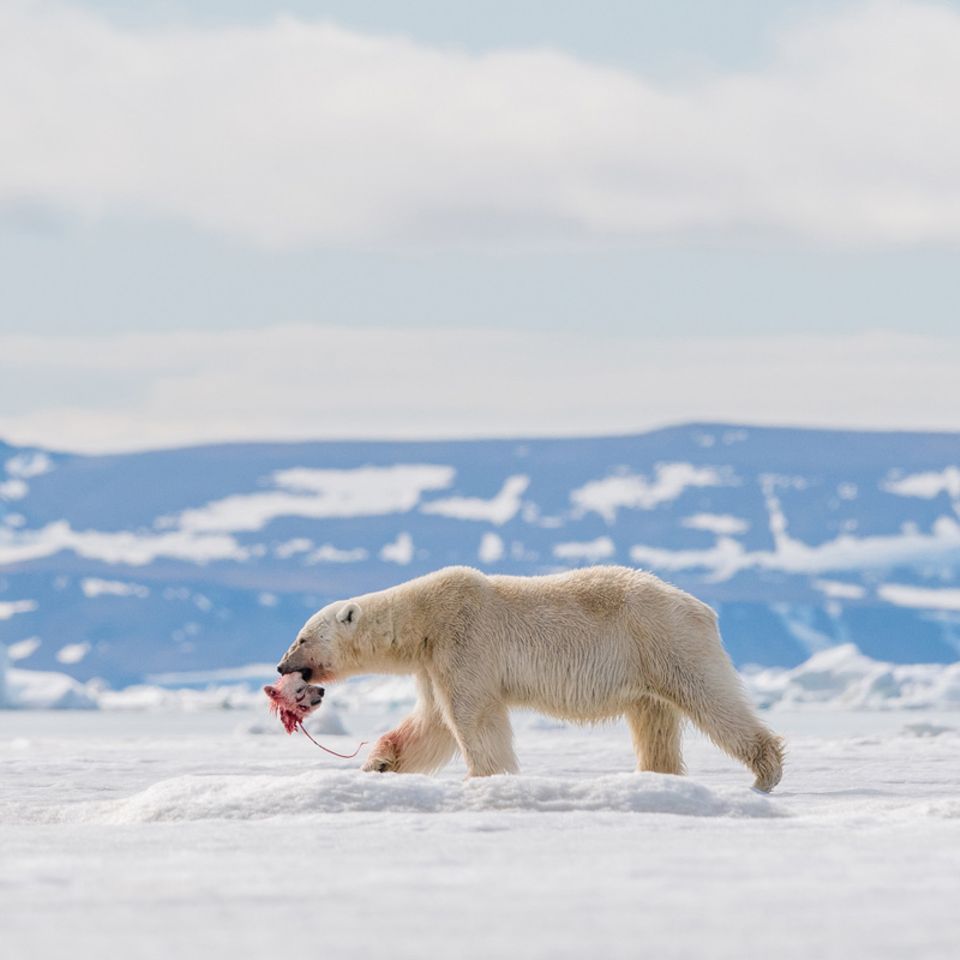 Männlicher Eisbär tötet fremdes Junge, um sich mit der Bärenmutter paaren zu können
