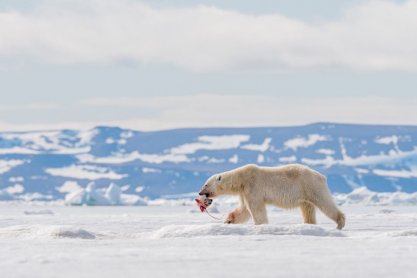 Männlicher Eisbär tötet fremdes Junge, um sich mit der Bärenmutter paaren zu können