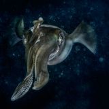 GDT ENJ 2018, Claudio Ceresi