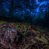 GDT ENJ 2018, Jaime Culebras