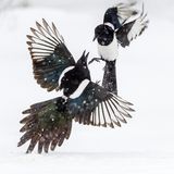 GDT ENJ 2018, Lasse Kurkela