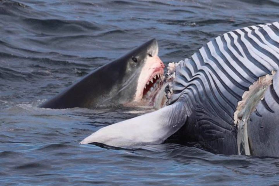 Hai-Attacke auf Cape Cod