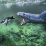 Amos Nachoum/Siena International Photo Awards