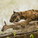 Shivang Mehta/Siena International Photo Awards