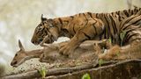Shivang Mehta/Siena International Photo Awards