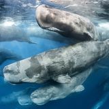 Tony Wu/Siena International Photo Awards