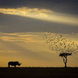 Khaichuin Sim/Siena International Photo Awards