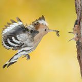 Jacopo Rigotti/Siena International Photo Awards