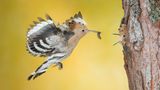Jacopo Rigotti/Siena International Photo Awards