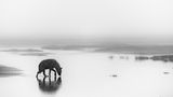 Pierluigi Rizzato/Siena International Photo Awards