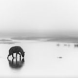 Pierluigi Rizzato/Siena International Photo Awards