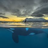 Audun Rikardsen/ Siena International Photography Awards 2016Audun Rikardsen/ Siena International Photography Awards 2016