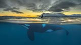 Audun Rikardsen/ Siena International Photography Awards 2016Audun Rikardsen/ Siena International Photography Awards 2016