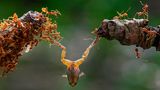 Md Zakirul Mazed Konok/Siena International Photo Awards