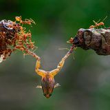 Md Zakirul Mazed Konok/Siena International Photo Awards