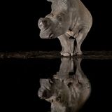 Fahah alenezi /Siena International Photo Awards