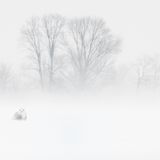 Andrew Mclachlan/Siena International Photo Awards